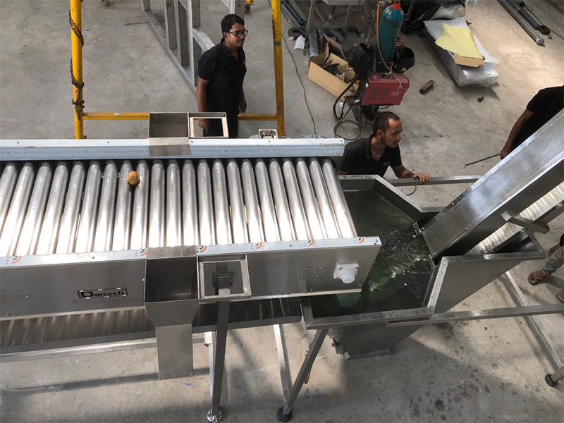 Automatic Potato Inspection Conveyor with Cutting Board